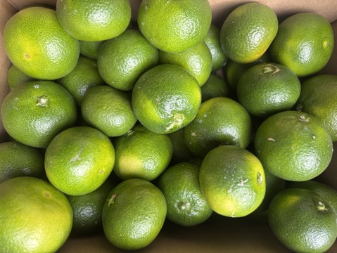 【3k箱　みかんシーズン到来の極早生みかんです　家庭用大小さまざま　除草剤使用無 万田酵素散布】