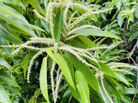 数量限定！！【1kg】味、香り、絶品！！ほっぺのおちる栗『Lサイズ以上』(熊本県産)