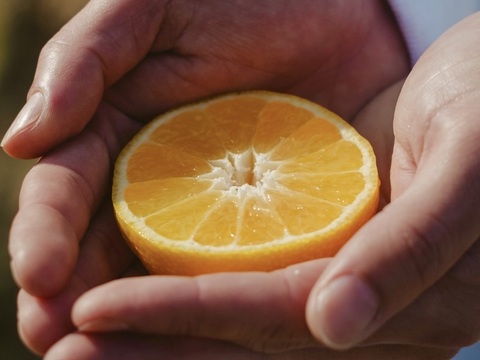 【希少柑橘】媛小春 3kg『黄色いのに甘い！驚きの味わい』愛媛県産【家庭用】