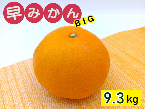 秋が旬！『早みかん』【ビッグサイズ 9.3kg】