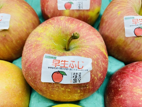 旬のりんご4品種食べ比べセット3ｋｇ（早生ふじ、星の金貨、千雪、シナノスイート）