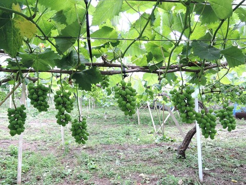 旬の味覚を贅沢に味わう葡萄セット 2房/1kg（シャインマスカット+おすすめ品種）＃食べ比べ