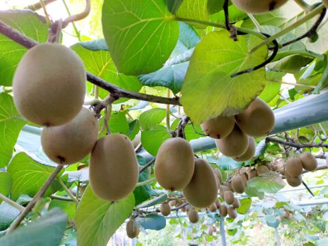 【食べ比べ】青森県産キウイ3種セット 3kg