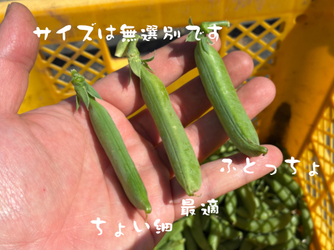 甘味の強い固定種野菜！『スナップエンドウ』 (400g)