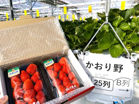 《爽やかフル～ティ～ないちご♪》　かおり野280g×2パック　佐賀県基山町産