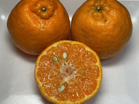 種子島産『ぽんかん』10㎏箱（家庭用/2Lサイズ）