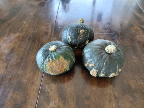 【キズあり】北海道産ほくほくのミニカボチャ。4.5kg前後（10個前後）