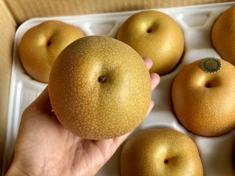 愛情たっぷり【豊水梨】箱込み2ｋｇ（5～6個）本州の方限定