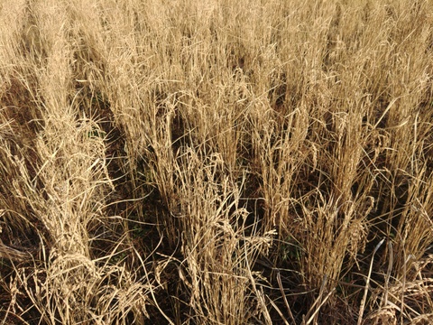 生活応援米【令和7年産】　 『ふさこがね』　玄米30kg 千葉県産 （2025年12月収穫　二番穗）