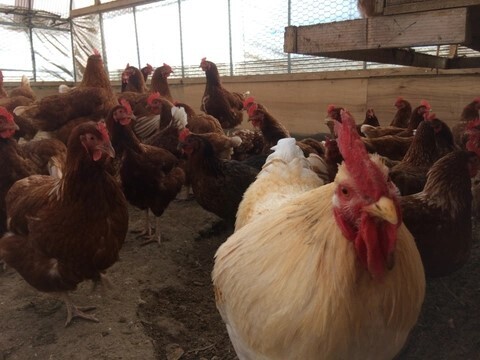 【北海道発】平飼い鶏のスモークチキン【冬ギフト】