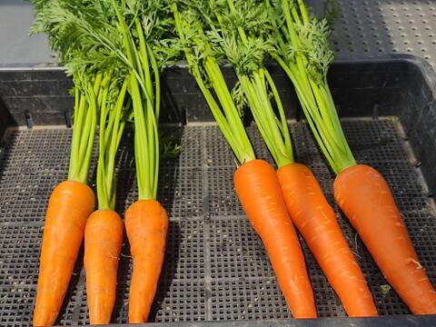 🌈🥗【初夏の畑を丸ごと】採れたてズッキーニと旬のめぐみ野菜セット｜【朝どれ】農薬・化成肥料不使用🌈