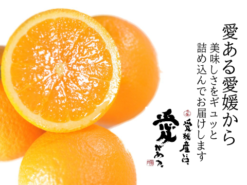 濃厚完熟　【朝どれ】　愛媛中島産バレンシアオレンジ　優品・1.8ｋｇ