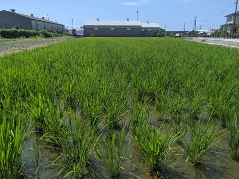【R3年度産 精米2kg】農薬・肥料を使用せずに大事に育てたお米です