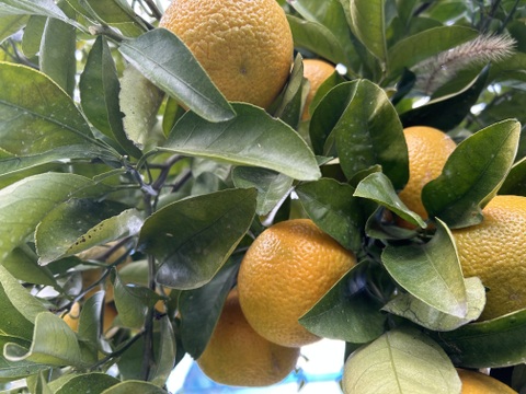 スイートスプリング小玉2kg食べ切りサイズ　格安！！