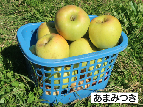 希少 りんご 2~3種 詰め合わせ 3kg(8〜12玉)セット 家庭用 訳あり【 ぐんま名月/こうとく/ひろのかおり/あまみつき/小町ふじ/黒千寿】