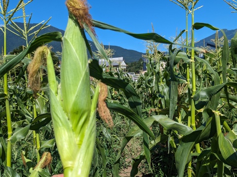 きよさんが旬のお野菜をセレクト！【農薬不使用！】季節の野菜セット（5種類程度）