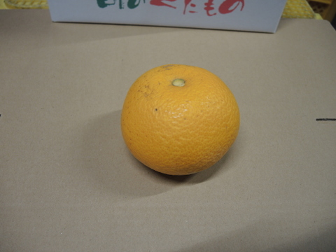 【柑橘食べ比べ】和歌山産★旬の柑橘3〜5種詰合せセット5キロ