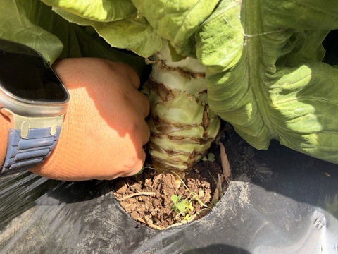 期間限定！【カラダすっきり美活野菜】カリウム＆食物繊維が豊富！驚きのシャキシャキ「茎レタス（チシャトウ）」　お得な3本セット