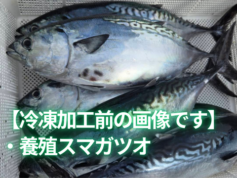 ﾓﾆﾀｰ価格　“媛スマ冷凍皮付ロイン(400g以上)×4パック”【2尾相当/箱】
