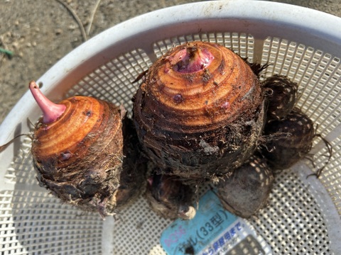 ホクホク旨い！味が濃い！赤芽里芋2kg