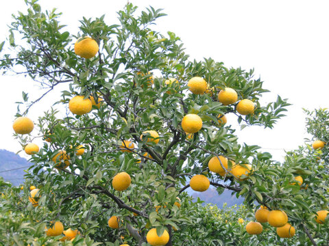 【ご予約受付中】【2月上旬以降|順次発送予定】甘夏【家庭用(訳あり)】2.5kg 313-2h