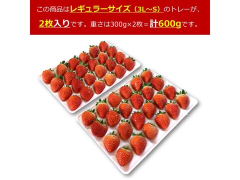 生食できる夏イチゴ 6月～11月発送 秋田県産 なつあかり 夏のしずく ご自宅用 ケーキやスイーツに レギュラーサイズ 2トレー 600g