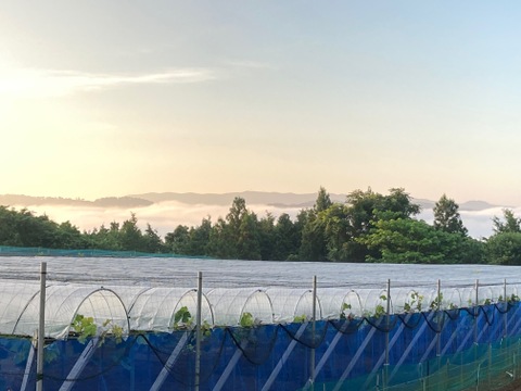 【食べチョクアワード 4年連続受賞！】希少品種サニードルチェ2房&シャインマスカット2房  2㎏以上（化粧箱入り）ご家庭用 フルーツ王国・岡山県産