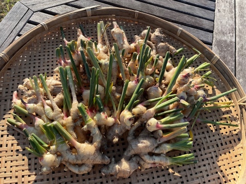 【農薬・化学肥料不使用】生姜　愛知県知多半島産　1kg