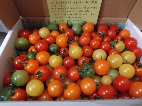 宝石のような輝き！カラフルミニトマト