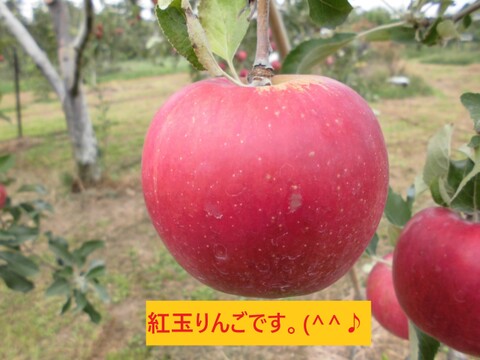 信州小布施「紅玉」家庭用小玉りんご　3キロ