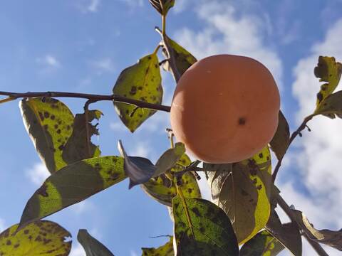 ✨【甘柿（富有柿）】2.8kg（23～30玉）　農薬肥料不使用の自然栽培✨