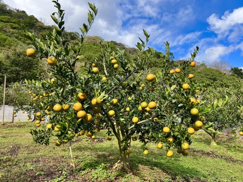 柑橘系の新品種『津之輝』奄美大島産2kg／糖度が高くなる露地栽培／みかんとオレンジの良さを感じられる濃厚で食べやすい希少品種