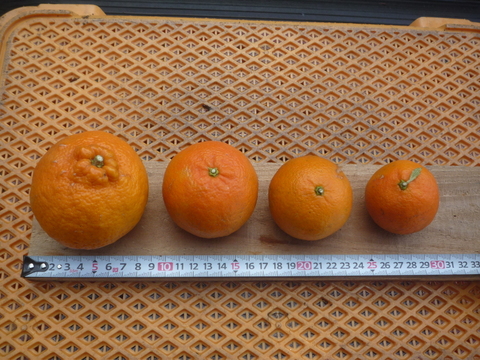 Ｌ玉30個入り5キロ箱　年間平均気温18度の鹿児島県大隅半島で育てた香り豊かなタンカン