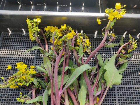 ✨【春限定】甘くてシャキッ！農薬・化成肥料不使用の紅菜苔（こうさいたい）✨😊