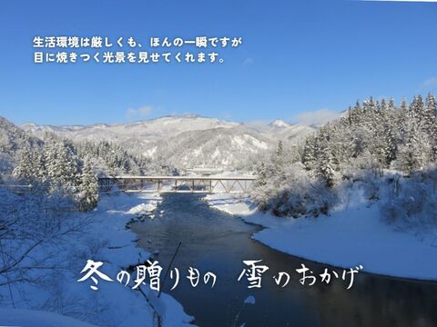 【農家直販！】令和7年産 魚沼産こしひかり玄米30kg