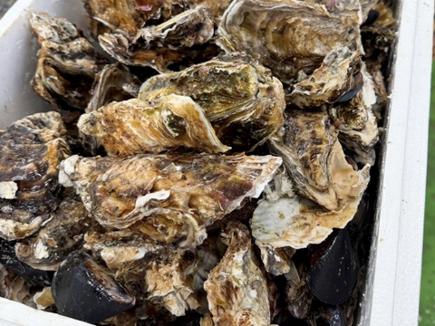 5kg 海から水揚げしたままの牡蠣【要説明確認】生食用 ムール貝 アカザラガイ 手間のかかる牡蠣です 生牡蠣 牡蛎 kaki oyster 松島牡蠣屋 かき カキ 半分程度は不要なゴミが出ます BBQ