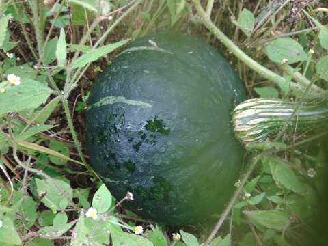 まーちゃんのカボチャ！(品種:ホロホロ)2玉で1.5kg：長野県産の