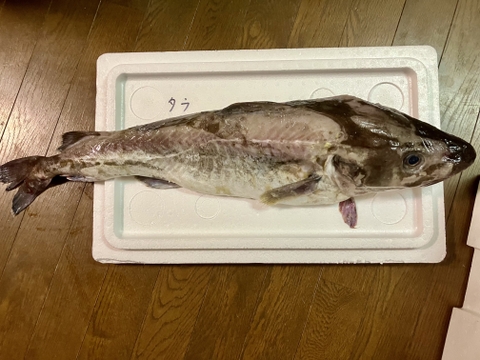 【最大１ヶ月待ちになります🙇】🐟未利用魚🐟️訳ありを安くお得に！漁師の分け前セット３㎏程度