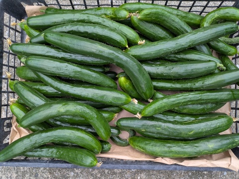 博多の夏野菜セット　7品