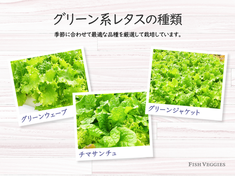 新鮮！採れたて！農薬・化学肥料不使用！レタスの定期便 8個セット