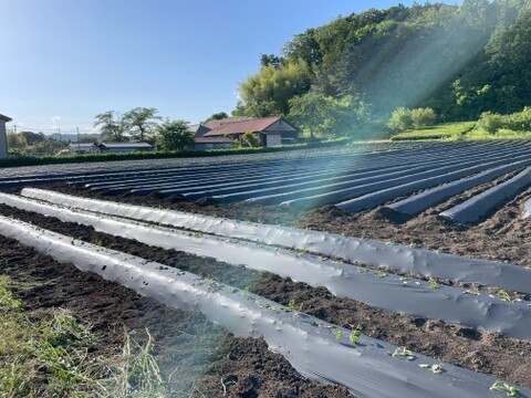 熟成済み！お友達とシェアできるベニハルカ５キロ！