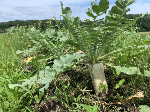 奥出雲産自然栽培だいこん(1kg)