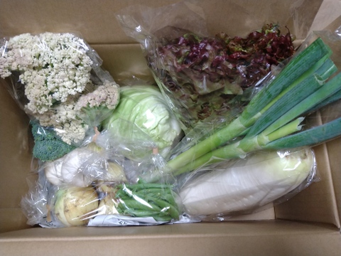 【初回限定BOX】使いやすいお野菜セット※おススメレシピ付き‼