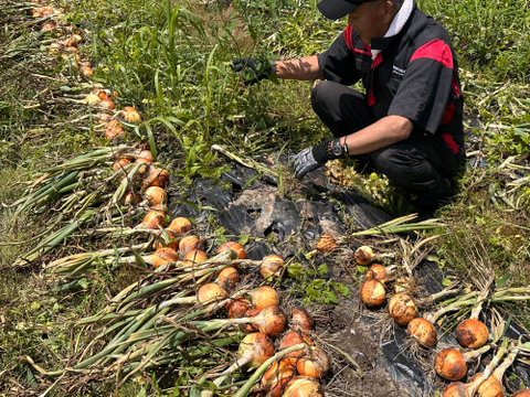 ひょうご安心ブランド認定｜有機肥料栽培｜淡路島産 新玉ねぎ 9.5kg（S・Mサイズ）品種 七宝｜甘みたっぷり・炒めるとさらに美味しい｜