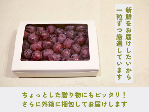 《信州の宝石箱》富士の輝（１箱）長野県須坂市産・クール便
