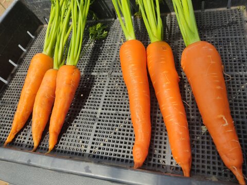 🥕加熱でとろける甘さ｜旬のニンジン（時なし五寸or濱美人）約2kg｜農薬・化成肥料不使用🥕