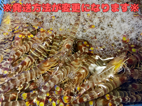 活き車海老【1kg/30-50尾】※注意！今年より発送方法が変更※沖縄久米島からピチピチ活きたままお届け！！沖縄久米島車海老/約14〜16cm/お刺身可/熨斗可※名入れ不可/ギフト