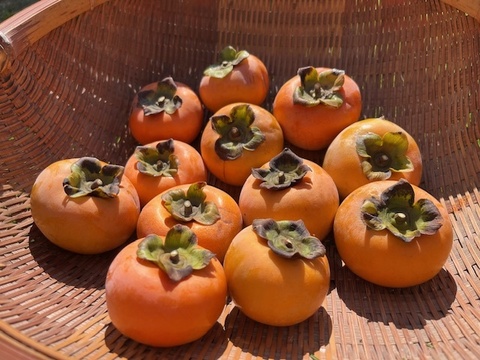 農薬・肥料不使用、自然栽培の甘柿。約１．５キロ。（１２個前後）