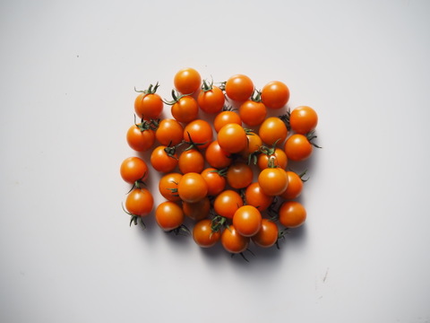 オレンジ色ミニトマト 500g【プリっとした食感・栄養満点】熊本県産：ギフトメッセージ対応