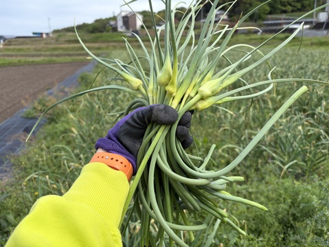 【超貴重】国産にんにくの芽　讃岐平戸　1kg